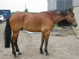 Jazz before treatment
